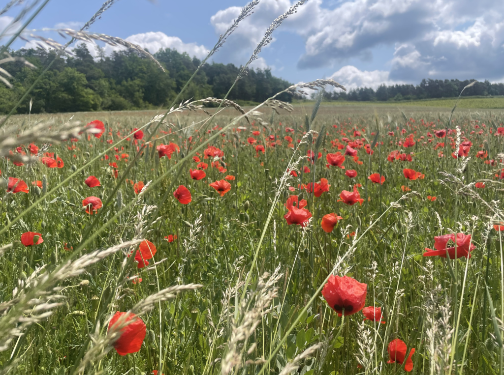 Klaprozen in een zomers veld onder een blauwe lucht – een rustgevende natuurfoto voor bij een artikel over wat te doen op een dipdag.