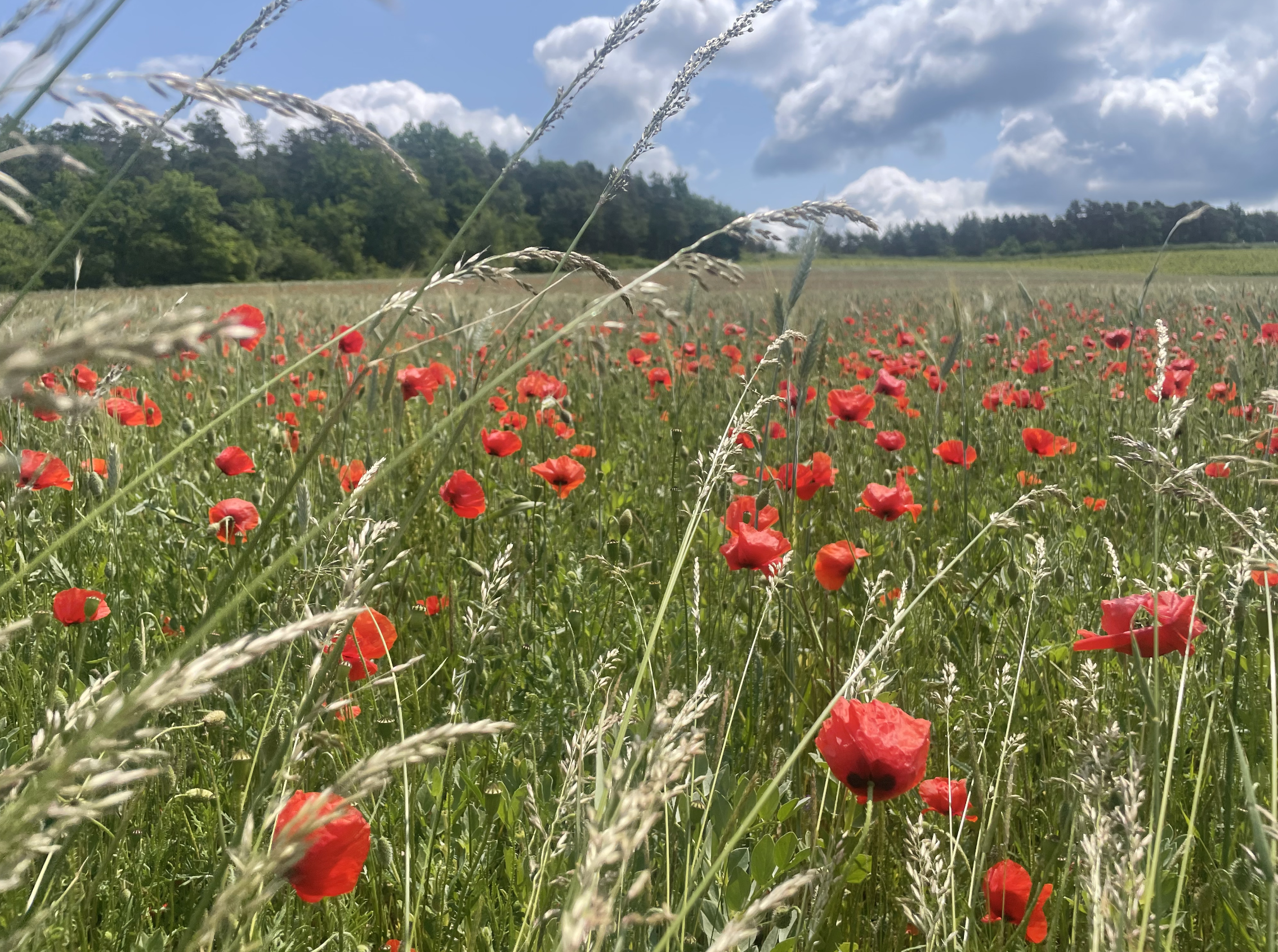 Klaprozen in een zomers veld onder een blauwe lucht – een rustgevende natuurfoto voor bij een artikel over wat te doen op een dipdag.