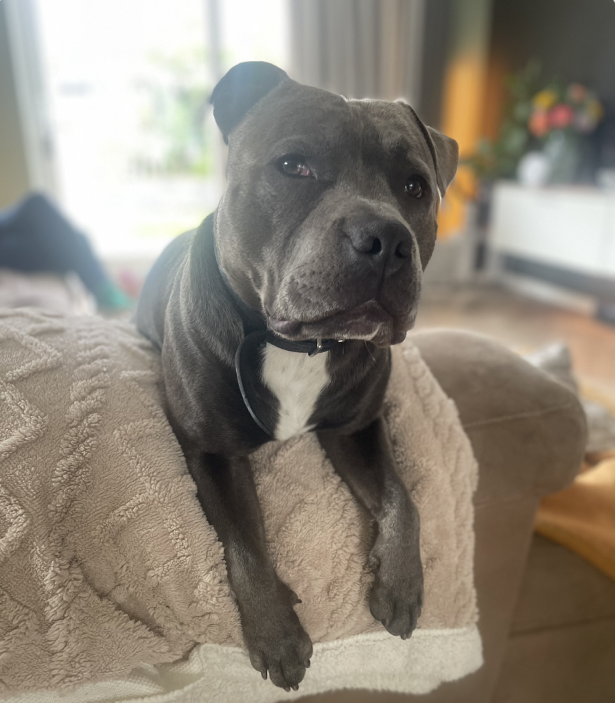 Hond die liefdevol kijkt en knuffelt als troost op een dipdag.