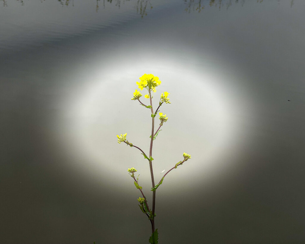 Gele bloem in rust op zachte achtergrond, symbool voor helder denken
