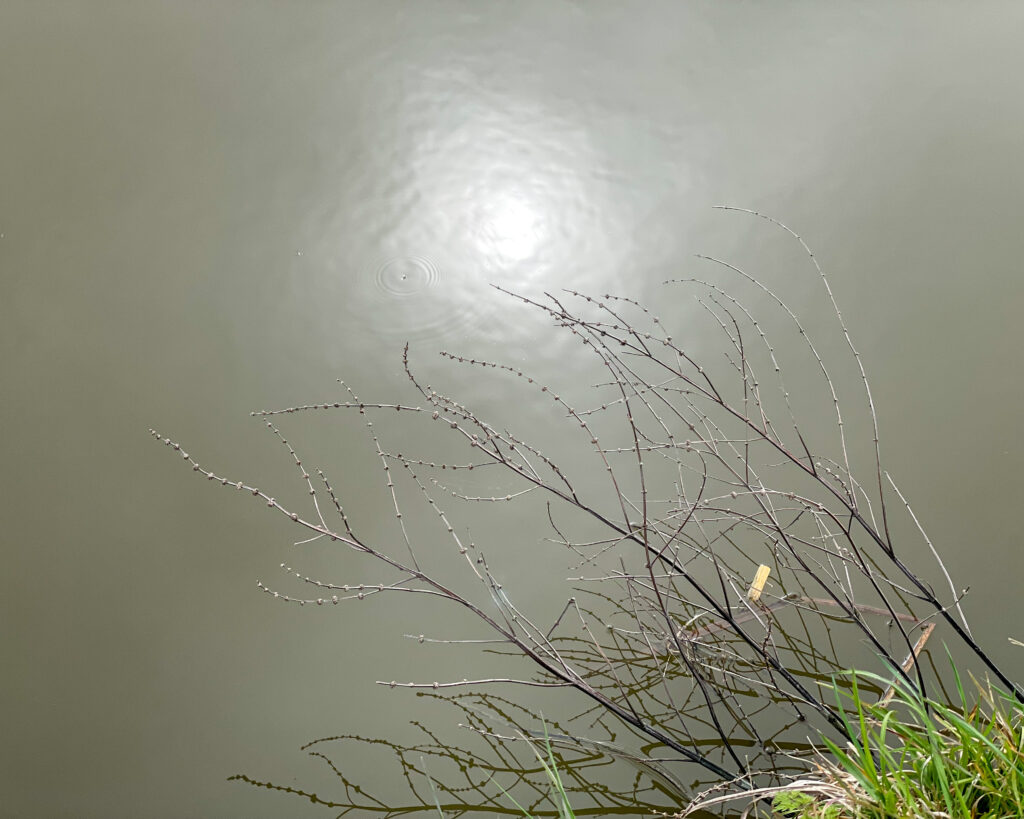 Dunne takken boven stil water met lichte rimpeling, symbool voor ordenen van gedachten