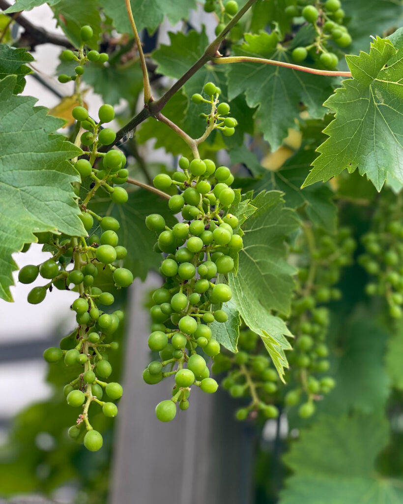 Groene druiventrossen aan een druivenplant in de tuin.