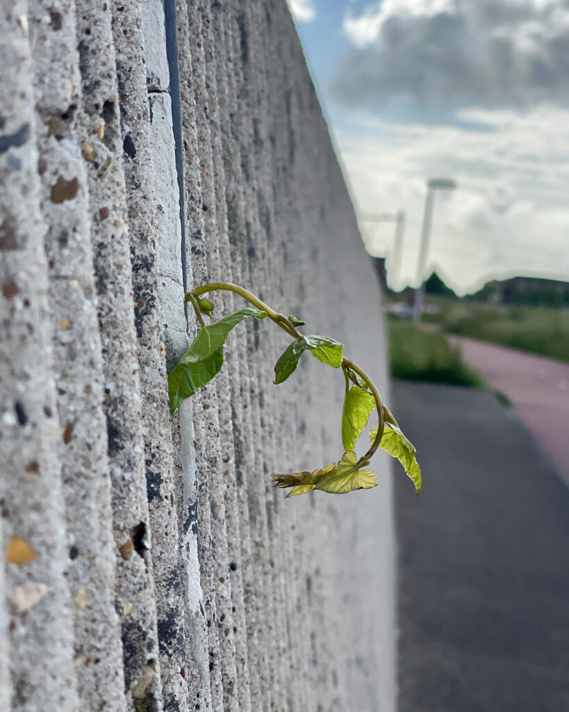 Groene plant die groeit uit een scheur in een stenen muur.