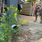 Onkruid groeit naast de afvoer van een regenpijp onder een carport, met een hond op de achtergrond.