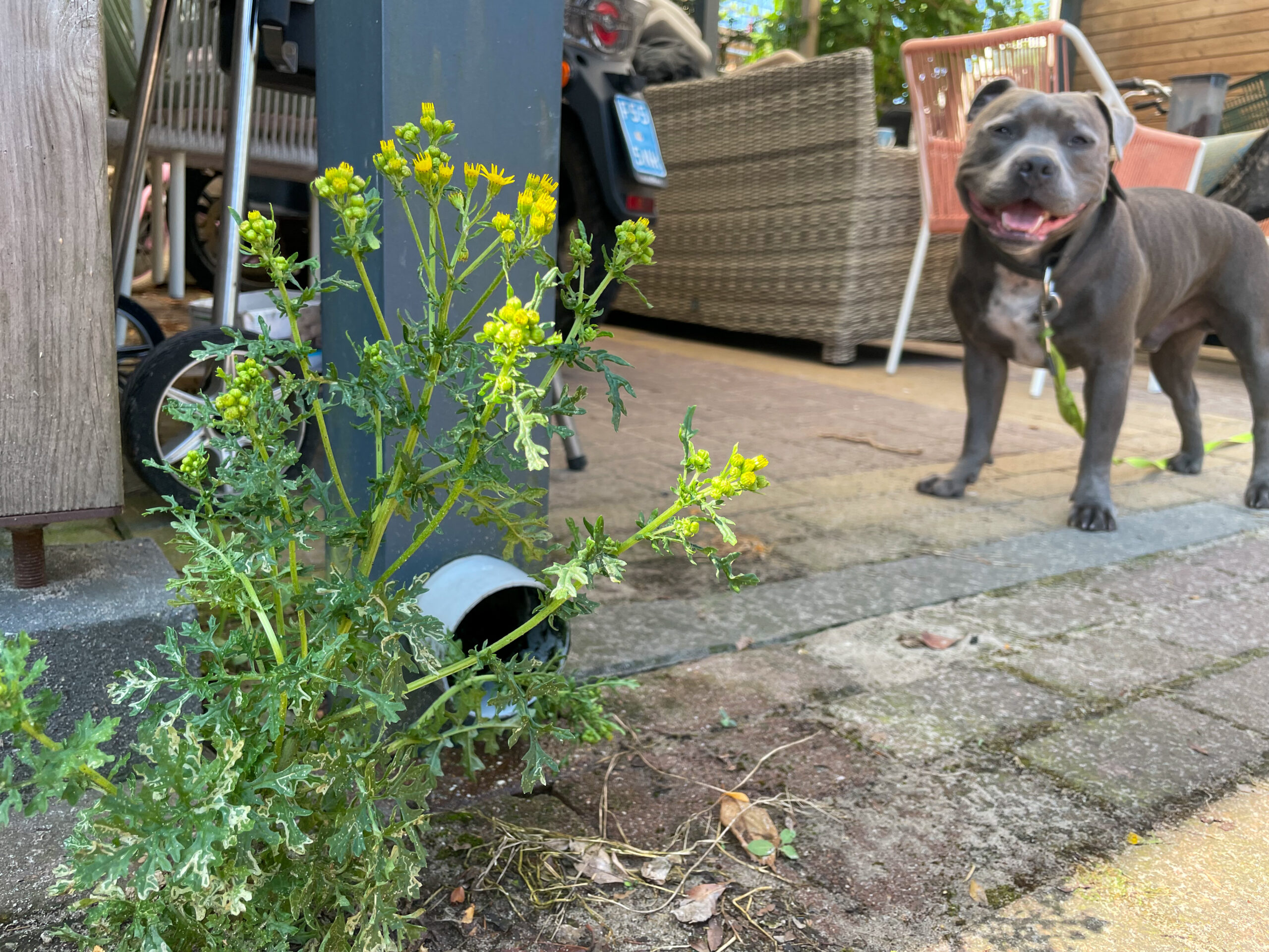 Onkruid groeit naast de afvoer van een regenpijp onder een carport, met een hond op de achtergrond.